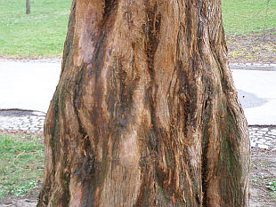 Metasequoia glyptostroboides - Chinesisches Rotholz Metasequoia glyptostroboides - Chinesisches Rotholz
