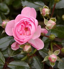 Rosa The Fairy Rosa The Fairy