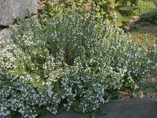 Satureja montana - saturejka horská
