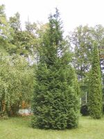 Cypřišek Lawsonův