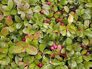 Gaultheria - libavka Gaultheria - libavka