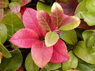 Gaultheria - libavka Gaultheria - libavka