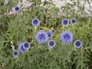 Echinops ritro - květinové záhony, které nemusíte zalévat