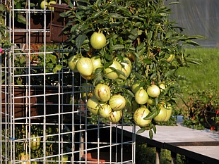Balkonová zahrádka (LEBIŠ)