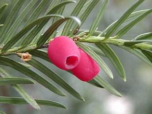 Taxus baccata - tis červený Taxus baccata - tis červený