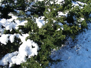 Taxus baccata - tis červený Taxus baccata - tis červený