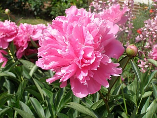 Paeonia - pivoňka