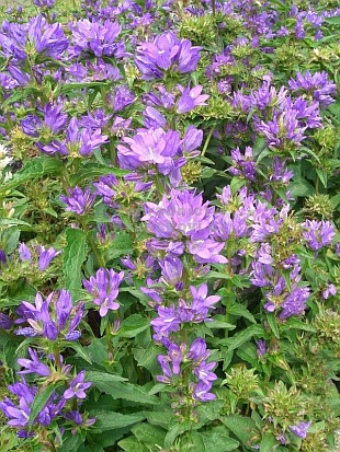 Campanula glomerata 'Acaulis' - zvonek klubkatý
