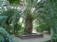 V palmovém skleníku přímo láká k posezení rozložitý datlovník kanárský (Phoenix canariensis)