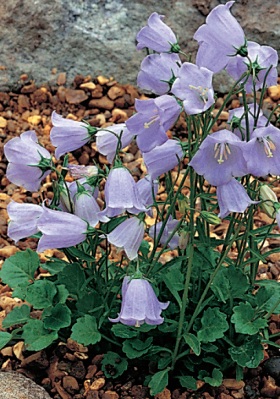 Campanula cochleariifolia - zvonek lžičníkolistý (READERS DIGEST VÝBĚR)