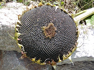 Helianthus annuus - slunečnice roční