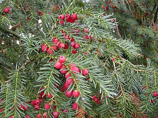 Taxus baccata - tis červený [Jedovaté rostliny]