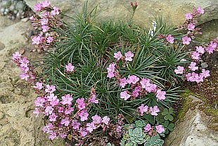 Acantholimon glumaceum - ježatec plevnatý