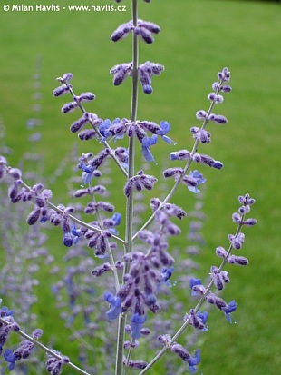 Perovskia 'Little Spire' - perovskia