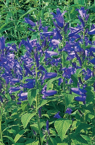 Campanula latifolia - zvonek širokolistý  (READERS DIGEST VÝBĚR)