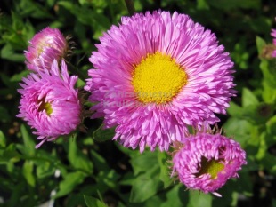 Erigeron 'Foesters Liebling' - turan