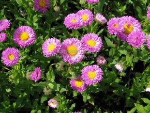 Erigeron 'Foesters Liebling' - turan
