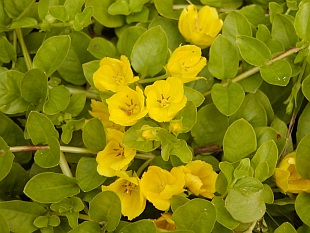Lysimachia nummularia - vrbina penízková