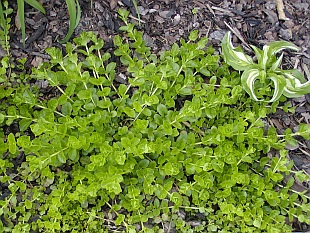 Lysimachia nummularia - vrbina penízková
