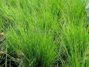 Festuca amethystina - kostřava ametystová Festuca amethystina - kostřava ametystová