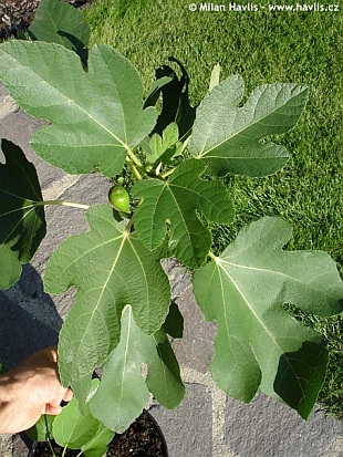 Ficus carica 'Bornholm´s Diamond' - fíkovník smokvoň