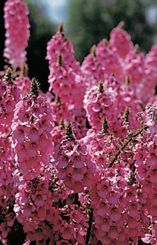 Diascia rigescens - ostruhatka ztuhlá (READERS DIGEST VÝBĚR)