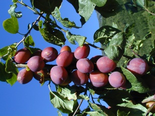 Prunus domestica 'Jubileum' - slivoň