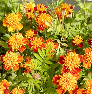 Zelená pěchota pod ovocnými stromy - aksamitník