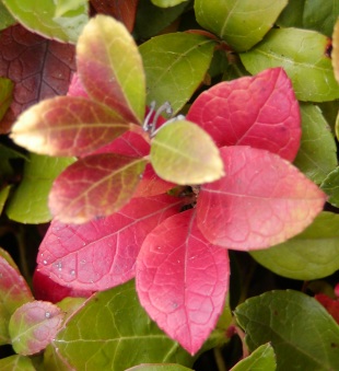 Rostliny pro vřesoviště: Gaultheria - libavka