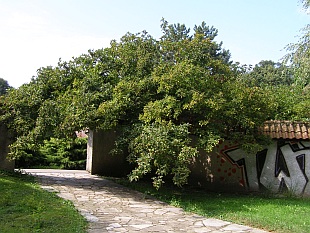 Mespilus germanica - mišpule obecná