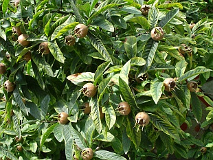 Mespilus germanica - mišpule obecná