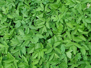 Aegopodium podagraria - bršlice kozí noha