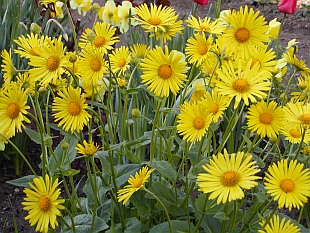Nenáročné kvetoucí trvalky: Doronicum orientale - kamzičník východní Nenáročné kvetoucí trvalky: Doronicum orientale - kamzičník východní