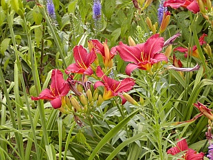 Nenáročné kvetoucí trvalky: Hemerocallis - denivka Nenáročné kvetoucí trvalky: Hemerocallis - denivka