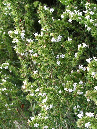 Satureja montana - saturejka horská