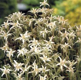 Leontopodium alpinum 'Mignon' - protěž alpská