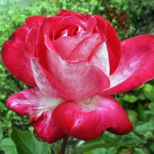 Rosa 'Rose Gaujard' - růže