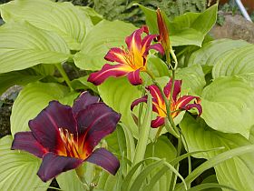 Hemerocallis Caviar a Sammy Russel - denivky