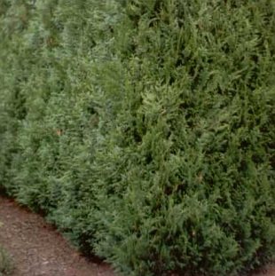 Thuja plicata 'Dura' - zerav řasnatý