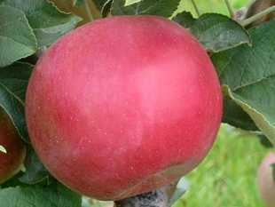 Jabloně a jablka - odrůda Idared (KOHAPLANT)