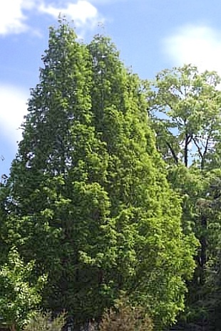 Metasequoia glyptostroboides - metasekvoj čínská Metasequoia glyptostroboides - metasekvoj čínská
