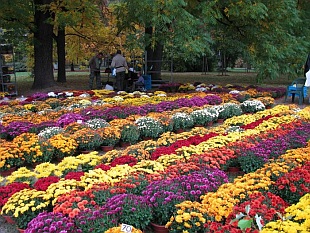 Podzimní Flora Olomouc 2008