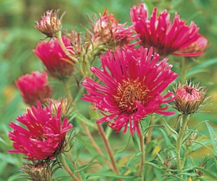 Aster novae-angliae 'Andenken an Alma Pötschke' - hvězdnice novoanglická (READERS DIGEST VÝBĚR) Aster novae-angliae 'Andenken an Alma Pötschke' - hvězdnice novoanglická (READERS DIGEST VÝBĚR)