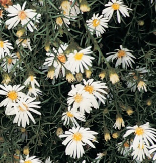 Aster pringlei 'Monte Cassino' - hvězdnice Pringleova (READERS DIGEST VÝBĚR) Aster pringlei 'Monte Cassino' - hvězdnice Pringleova (READERS DIGEST VÝBĚR)