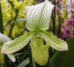 Orchideje:  Paphiopedilum - střevičníkovec