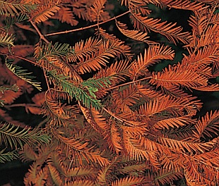 Metasequoia glyptostroboides - metasekvoje čínská (READERS DIGEST VÝBĚR) Metasequoia glyptostroboides - metasekvoje čínská (READERS DIGEST VÝBĚR)