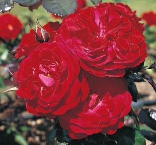 Rosa 'The Times Rose' - růže (READERS DIGEST VÝBĚR)