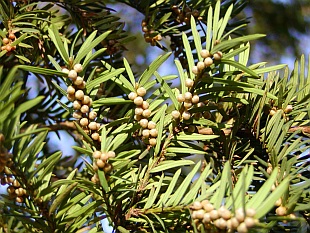 Taxus baccata - tis červený Taxus baccata - tis červený