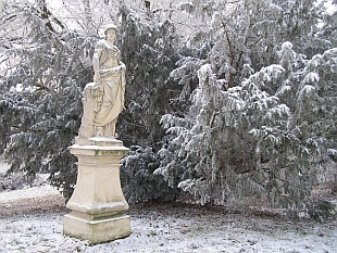 Taxus baccata - tis červený Taxus baccata - tis červený