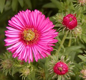 Hvězdnice - Aster Hvězdnice - Aster